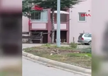 Aç kalan tilki şehre indi
