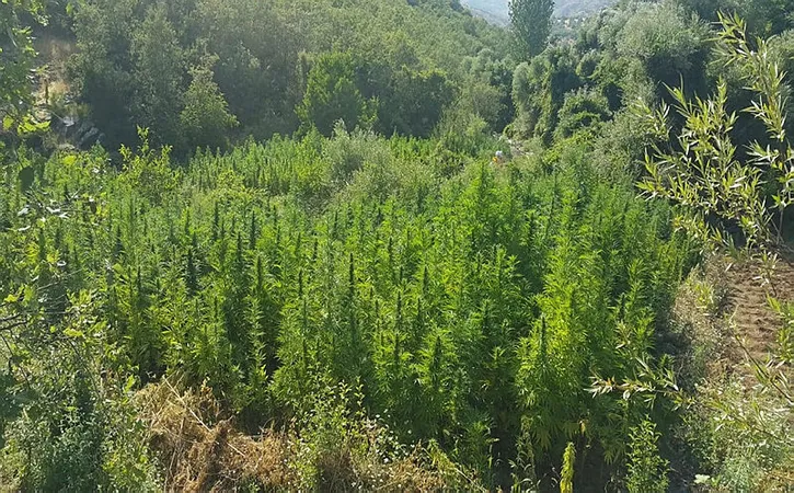 Jandarma 1 milyon kök Hint keneviri buldu - 1