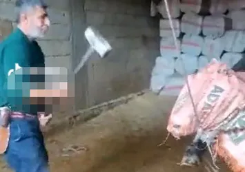 Vicdansız kasabın ifadesi ortaya çıktı! Balyozla işkence edilen boğa olayında yeni gelişme