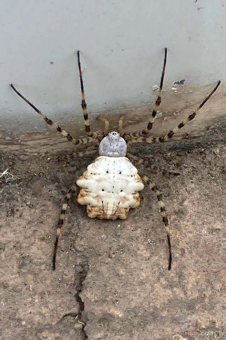 Dünyanın en zehirli örümceği! 🕷 O ilde ortaya çıktı