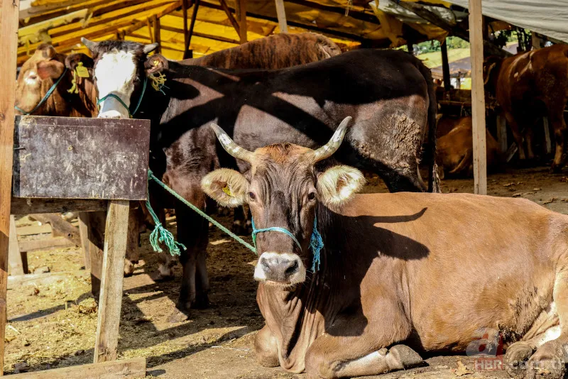 Kurbanlık fiyatları belli oldu 2024! Büyükbaş küçükbaş kurbanlıklar ne kadar? Canlı kg fiyatı ne? İşte ilk rakamlar 9