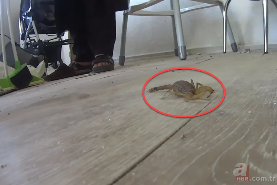 Görüntüler Türkiye’den… Havalar ısınınca ortaya çıktı! Gece uykudayken akrep soktu 5
