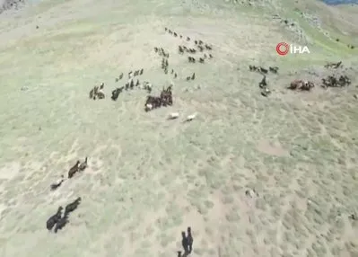 Yaylalara yiyecek aramaya gelen yılkı atları böyle görüntülendi