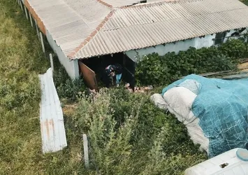 Çalıntı kurbanlıklar böyle bulundu