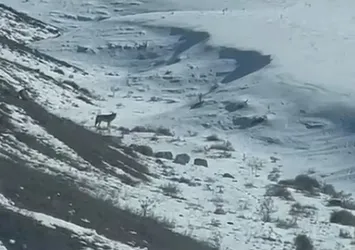 Kurt köye indi! Vatandaş şaştı kaldı