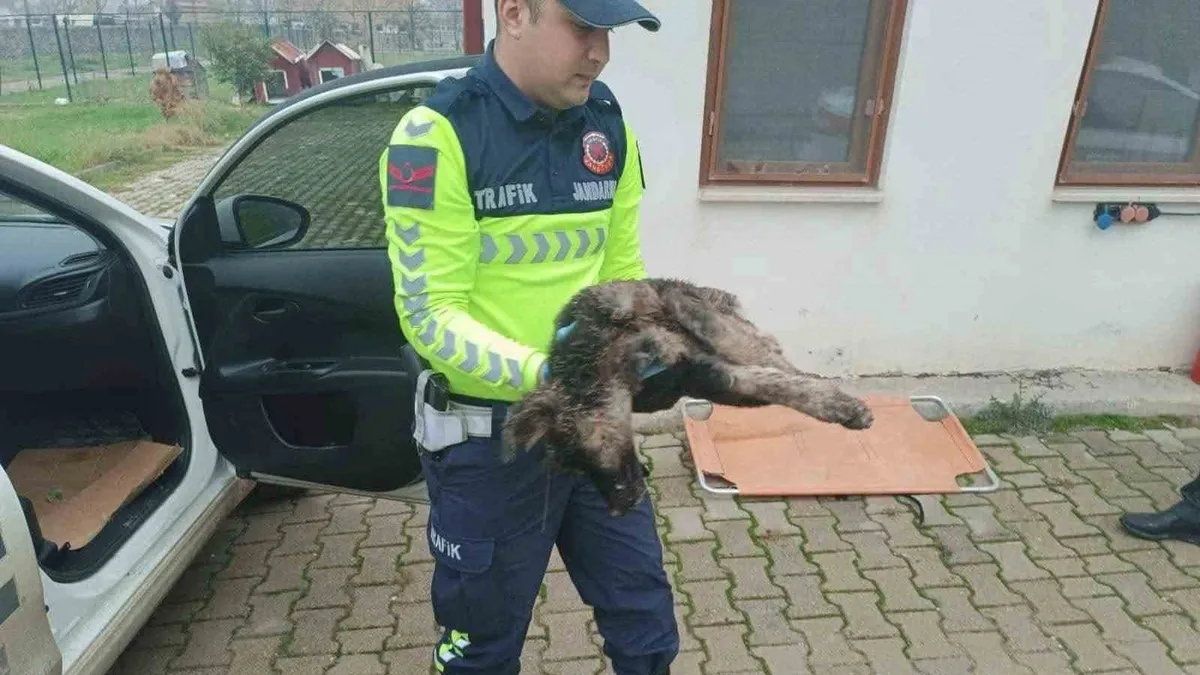 Yaralı sokak köpeği için jandarma ekipleri seferber oldu