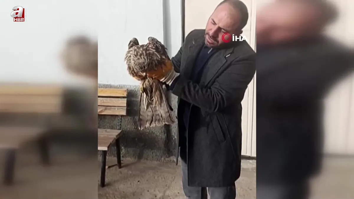 Yaralı kartal koruma altına alındı