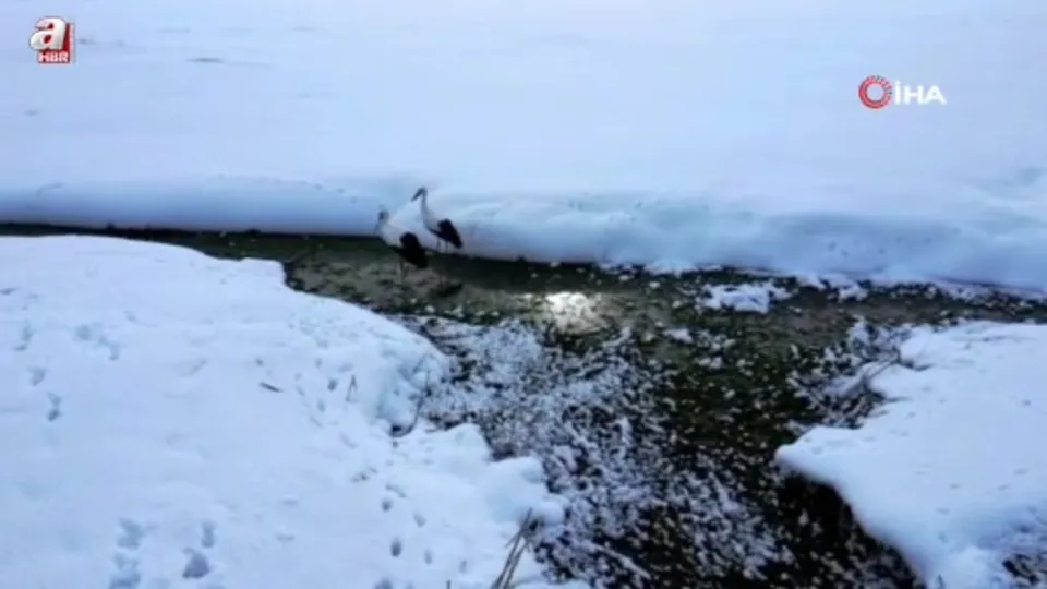 Soğuklara direnen leylekler yavruladı