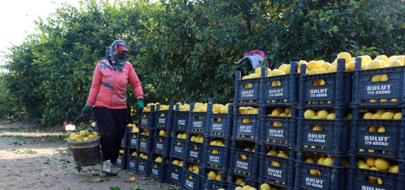 Limon halde 1 markette 5 TL!