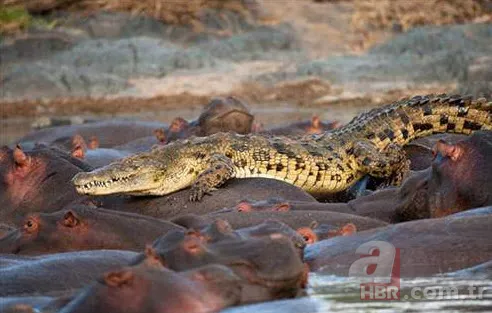 Böylesini daha önce hiç görmediniz 46