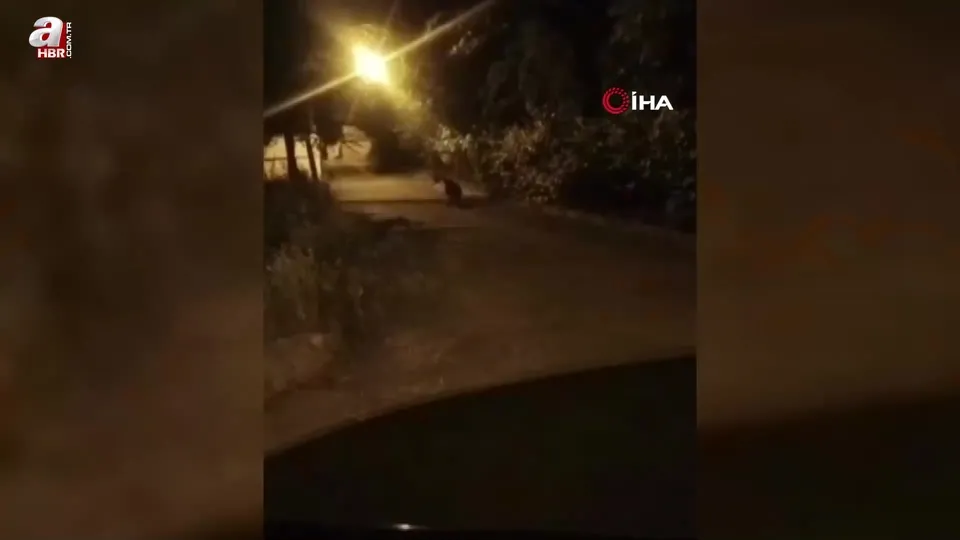 Mezarlık yanına inen ayı kamerada!