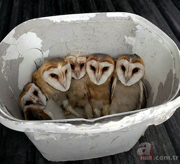 Koronavirüs nedeniyle sokağa çıkmak yasaklanmıştı! Sokakta yıllardır görülmeyen misk kedisi görüntülendi 16