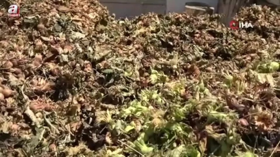 Fındıkta patoz mesaisi başladı