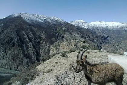 Belgesel gibi görüntüler Türkiye’den! Kurt, akbaba, vaşak, yaban keçisi…
