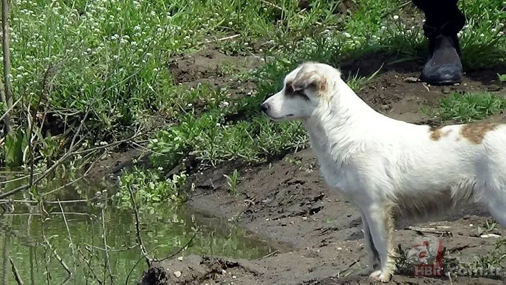 Tek bir noktaya bakıyor... İki gündür bir an olsun ayrılmadı