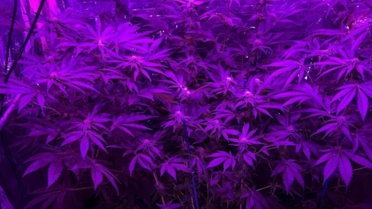 Tekirdağ'da iklimlendirme sistemiyle Hint keneviri yetiştiren zanlı tutuklandı