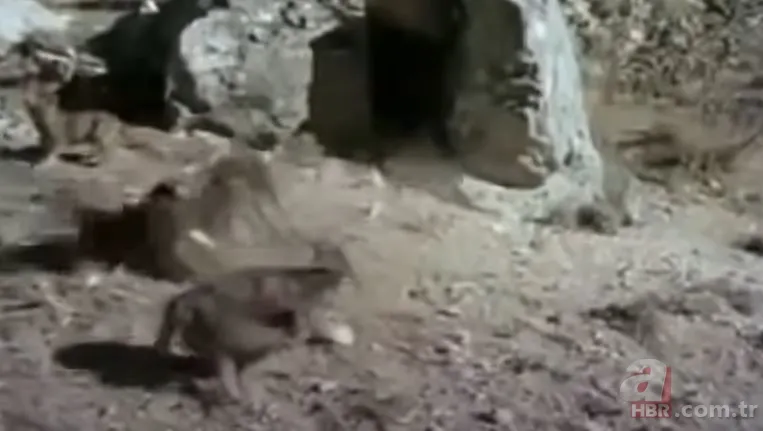 Dev kartalın nefes kesen kurt avı! Anne kurdun hatası pahalıya mal oldu 9