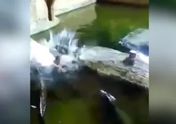 Timsah dolu havuza düştü! Faciadan dönüldü...