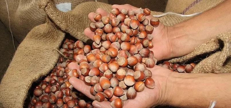 İl il fındık fiyatları ne kadar oldu? 11 Kasım Giresun, Ordu, Sakarya, Trabzon fındık fiyatları kaç TL? TMO fındık alım fiyatı!