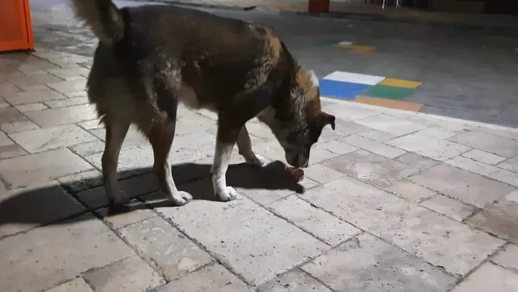 Zonguldak’ta renkli görüntüler! Dondurma yiyen köpek gülümsetti