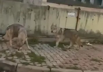 Bu görüntüler İstanbul'da kaydedildi! Aç kalan kurtlar şehre indi