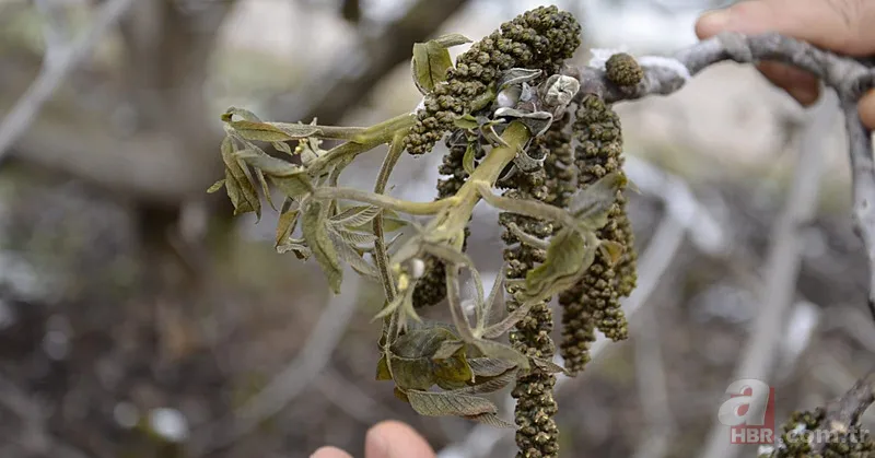 Şehir şehir zarar gören ürünler listesi: Fındık, Ceviz, Kiraz... Türkiye'de Zirai Don Haritası ortaya çıktı! 7