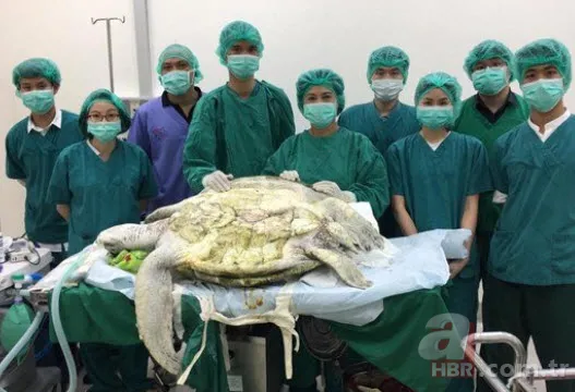 Karaya vuran balinanın karnından öyle bir şey çıktı ki... Akılalmaz olay 6