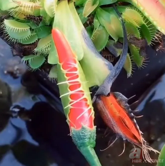 Sinek kapan bitkisine bu sefer acı biber yedirdiler! Bitkinin hazin sonu 4