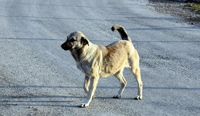 hayvanseverlik-adi-altinda-vurgun-veterinere-gonderilen-paraya-el-koydu-kopekleri-satarak-kazanc-sagladi-1722632785382.jpg Hayvanseverlik adı altında vurgun.