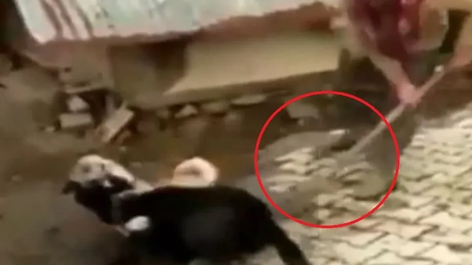 Boğuşan köpekleri kürekle vurarak ayırmaya çalıştı |Video