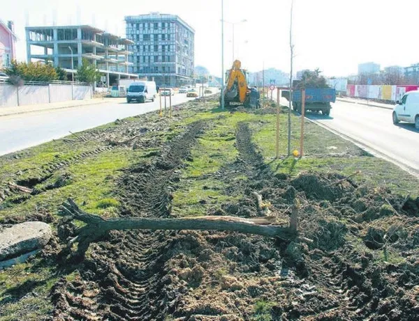 CHP’li Tekirdağ Büyükşehir Belediyesi ağaç katliamını bu sözlerle savundu: Dekora uymadı kestik