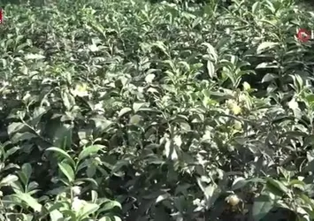 Çayın yeni ürünü ‘Çay çiçeği çayı' 6 bin TL'den satılıyor