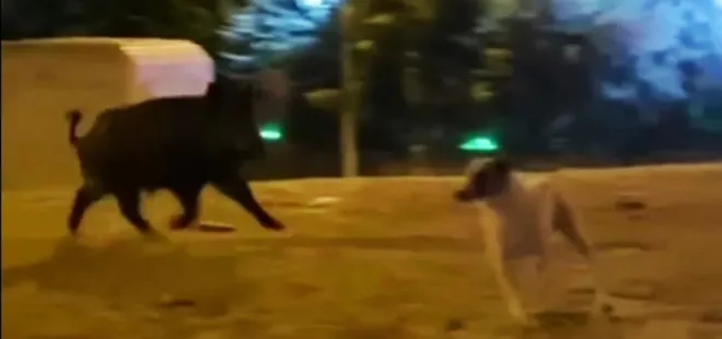 Şehre inen yaban domuzu köpekleri kovaladı! O anlar kameraya böyle yansıdı