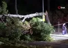 Çam ağacı devrildi tramvay seferleri durdu