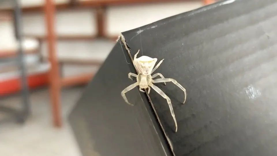 Son dakika: Edirne’de görenleri hayrete düşüren insan yüzlü hayvan! Maydanoz ve etle besleniyor |Video