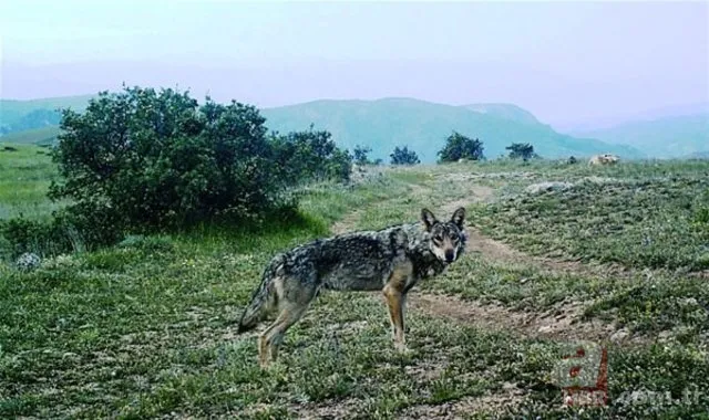 Son dakika: Türkiye'de ilk kez görüldü! Heyecanlandıran keşif! İşte yeni tür 23