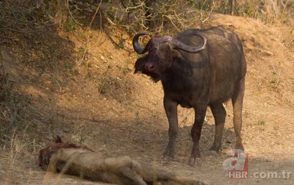 Böylesini daha önce hiç görmediniz 45