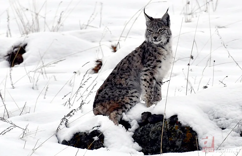 Nesli tehlike altındaki Kafkas vaşağı gündüz avlanırken görüntülendi! Vahşi doğa belgesellerini aratmadı 6