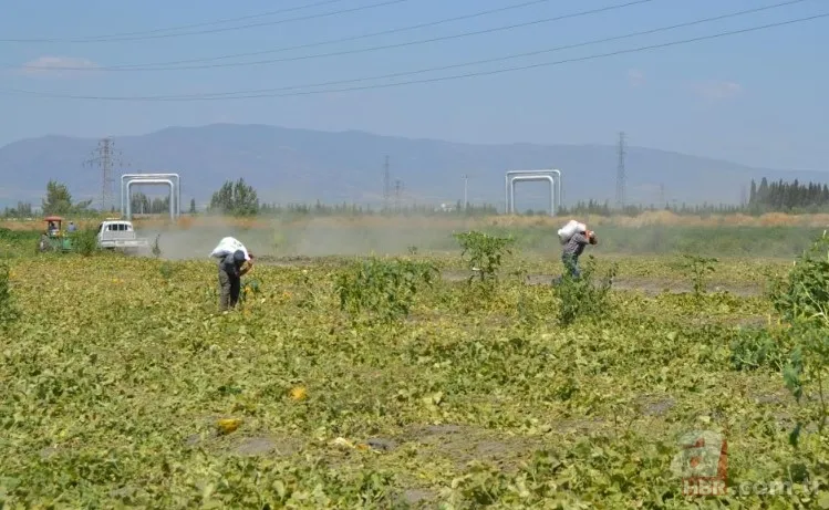 Ücretsiz dağıtıldı duyan akın etti! 220 dönümlük arazide rekor hasat! Üreticiler 600 tonu gözden çıkardı: Araçlarla gelip topladılar 4