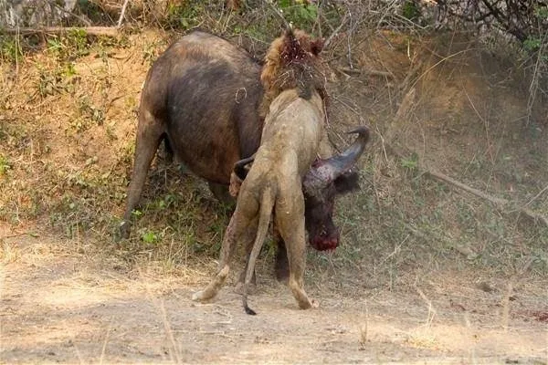 Sırtlanların arasında tek başına kalan aslanın mucize kurtuluşu! Son anda öyle şeyler oldu ki...