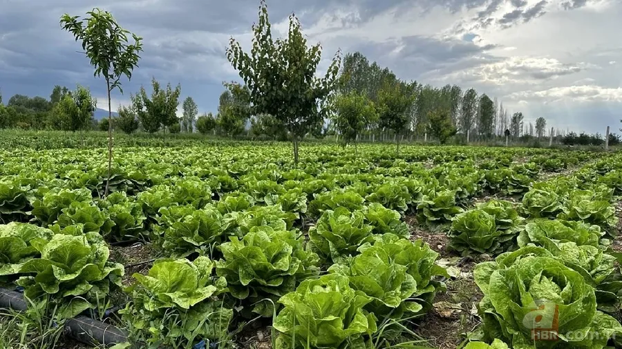 Mazotun tamamı, gübrenin yarısı devletten: Çiftçinin maliyeti düşecek 3