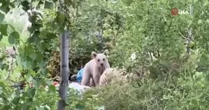 Nemrut’a giden piknikçilere ayı sürprizi