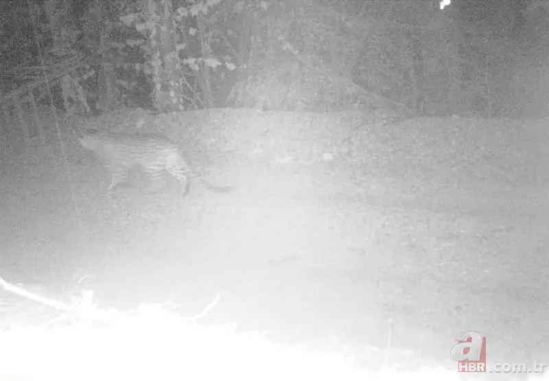 Cezası 1 milyon TL! Nesli tükenen tür 18 ilde aranacak 6