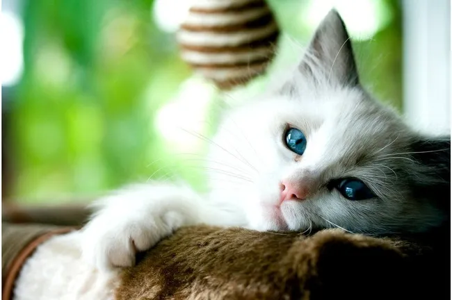 İngiltere’de koronavirüs nedeniyle bir kedi öldü! İlk kez kayda geçen vaka için uzmanlar uyardı - 1
