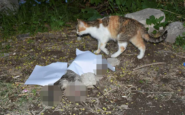 sivasta-vahset-kedi-yavrusunun-patilerini-ve-kuyrugunu-keserek-oldurduler-1621888686439.jpg Sivas'ta vahşet! Kedi yavrusunun patilerini ve kuyruğunu keserek öldürdüler - 2
