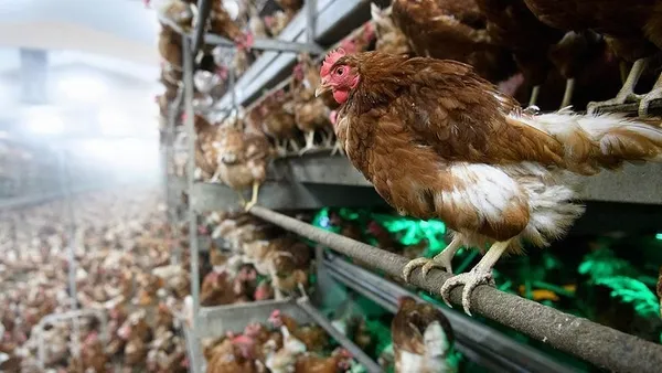 Sabah Gazetesi yazarı Dilek Güngör: Bu tavuklar altın mı yumurtluyor - 4