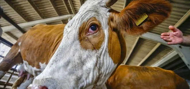 Kurban Bayramı hazırlıklarında sona gelindi! Küçük ve büyükbaş hayvanların aşı ve küpeleme işlemi tamamlandı