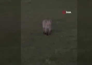 Kars’ta kuyruğuyla oynayan tilki kamerada