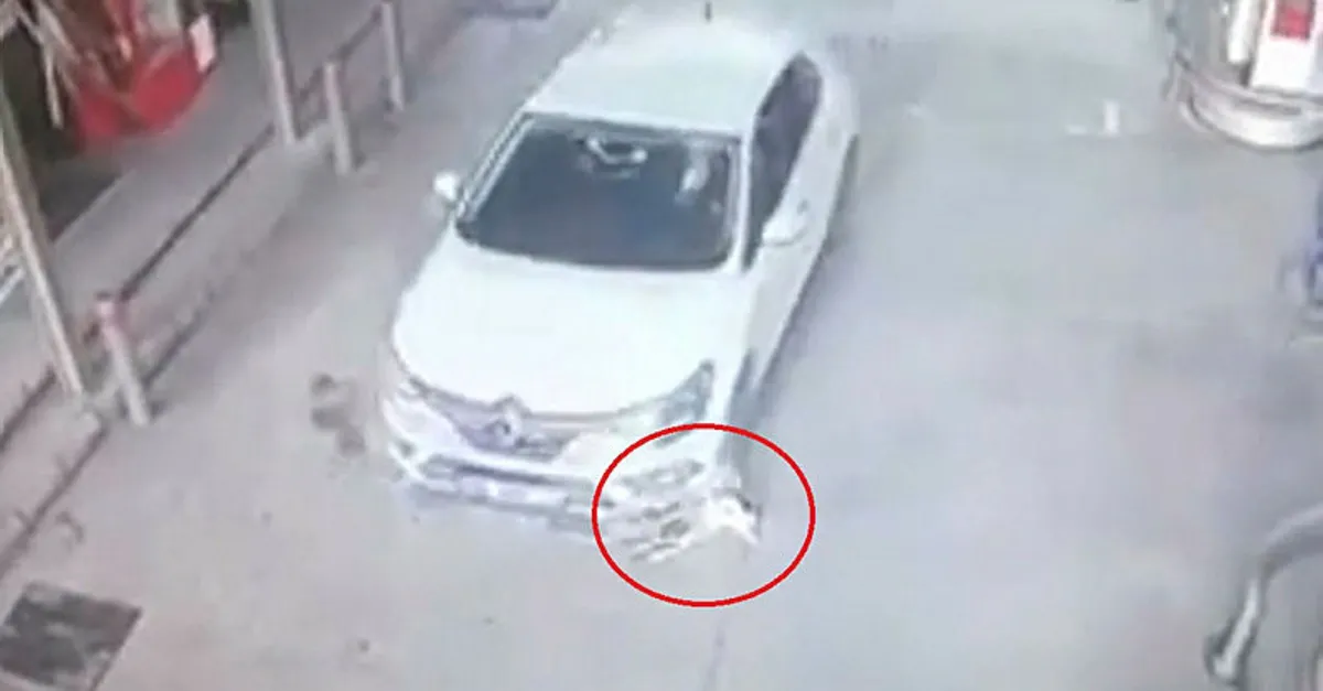 Köpekleri ezdi ardına bile bakmadı!