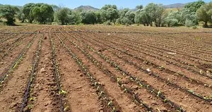 Muş’ta çiftçiler tütün ekimine başladı